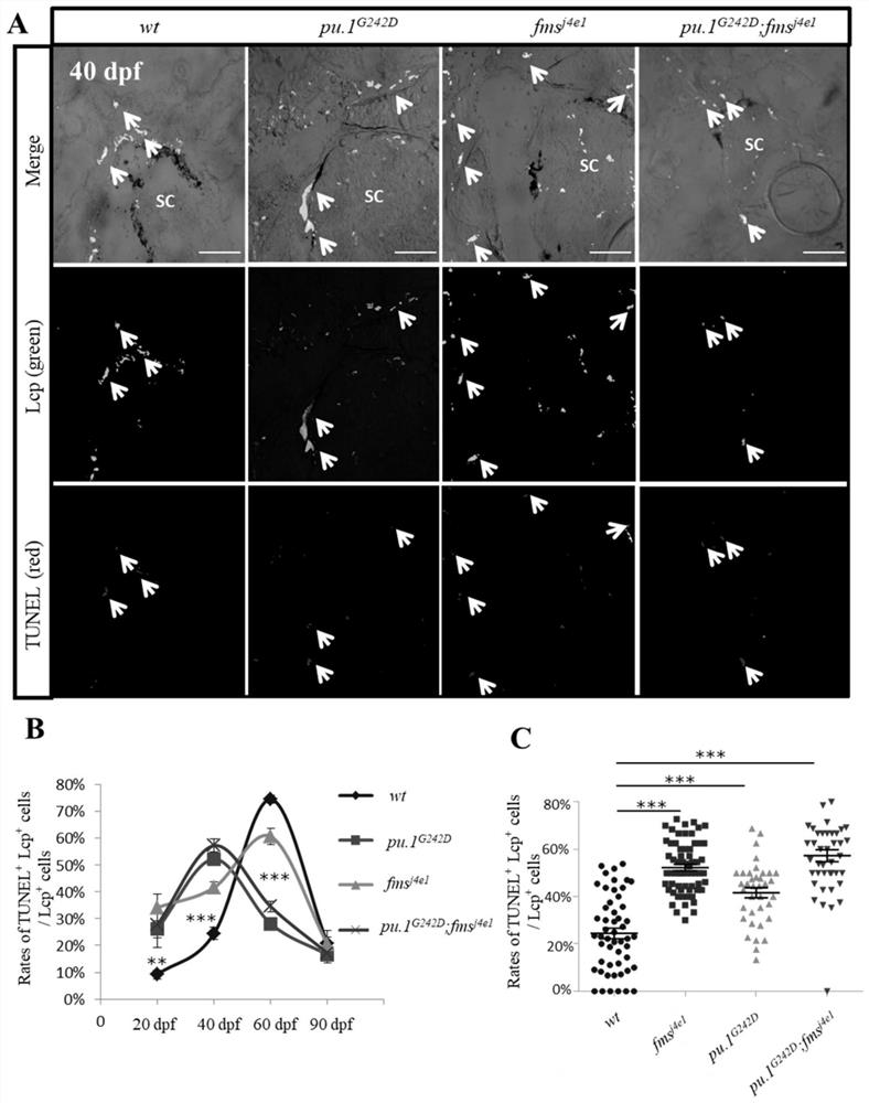 Application of amphimutation zebra fish in preparation of osteosclerosis animal model