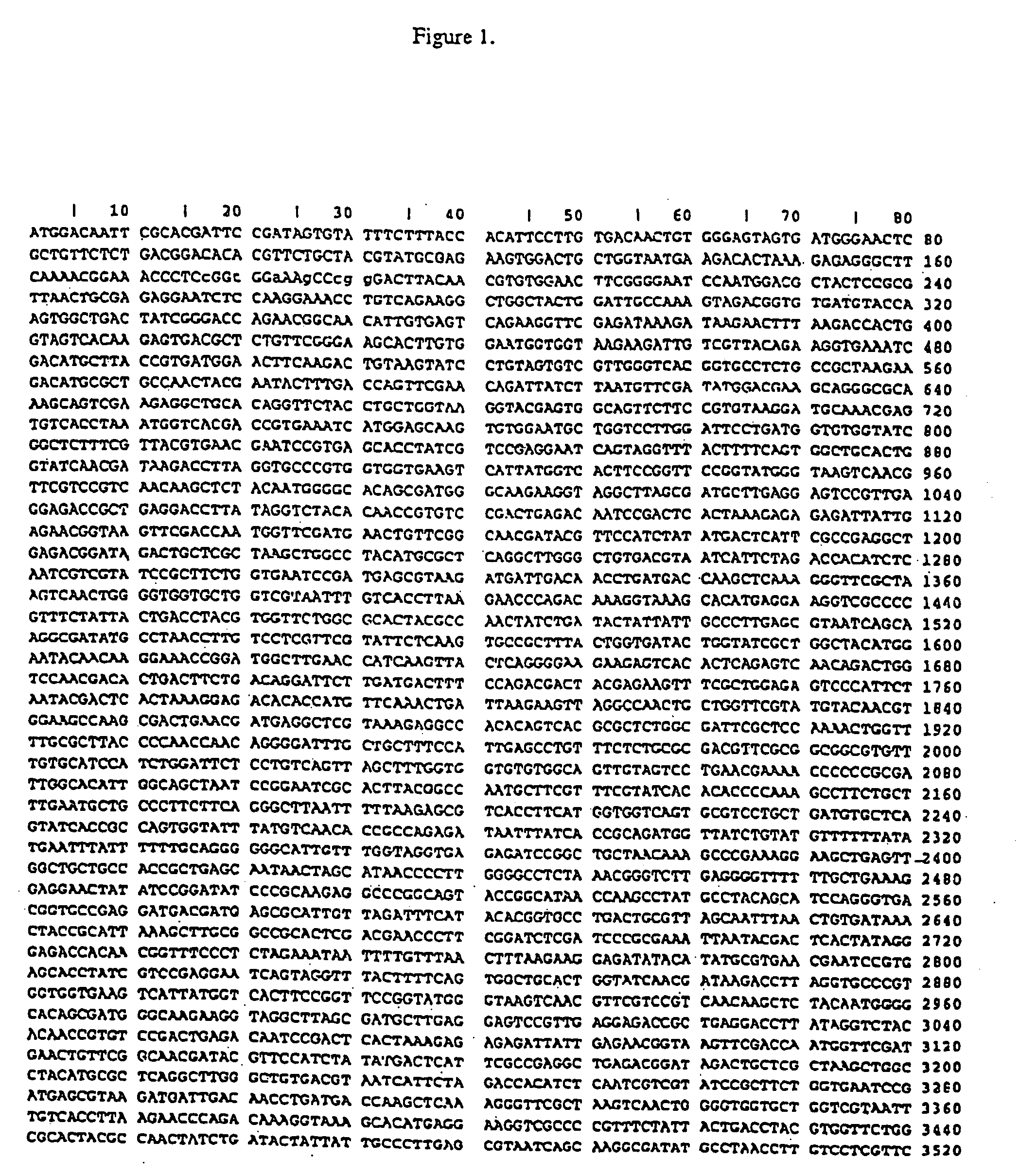 Isothermal amplification of DNA