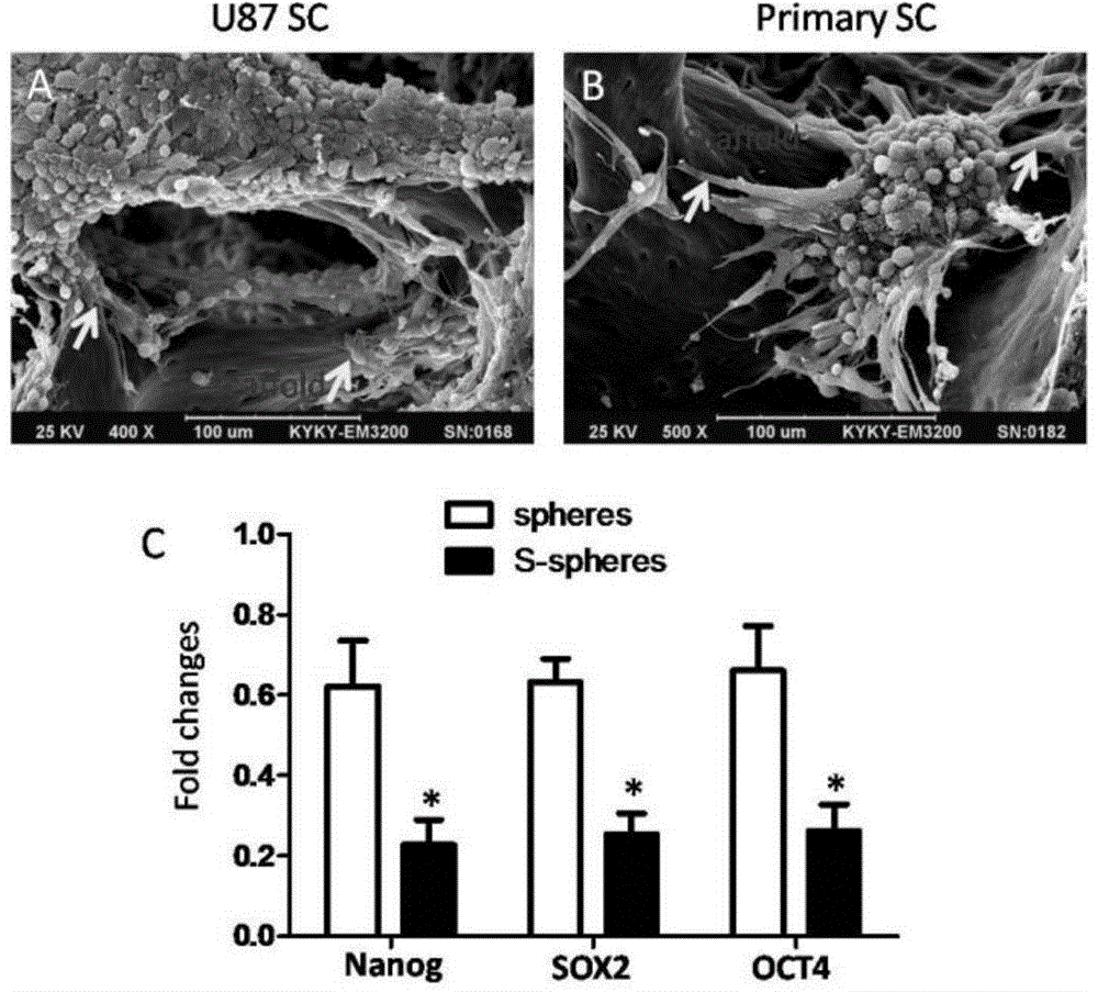 In vitro three-dimensional culture model of glioma stem cells and application thereof