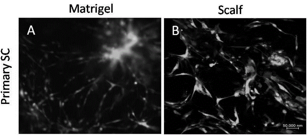 In vitro three-dimensional culture model of glioma stem cells and application thereof