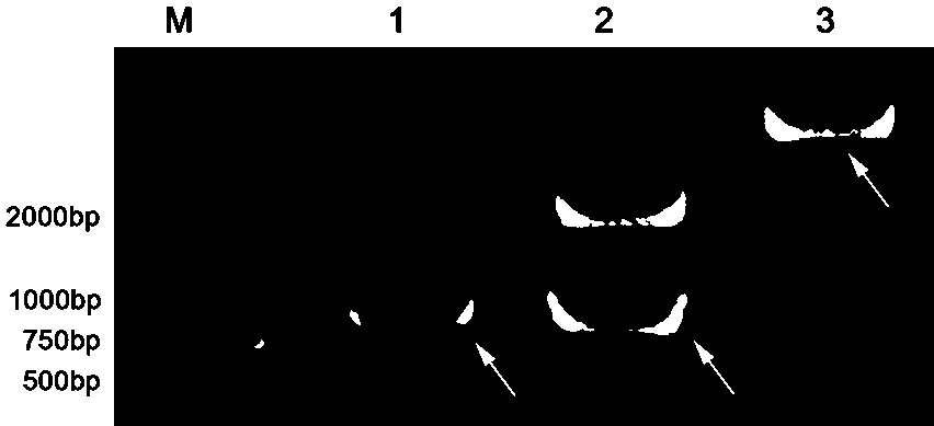 A new plant salt tolerance gene zmduf1644 and its expression vector and application