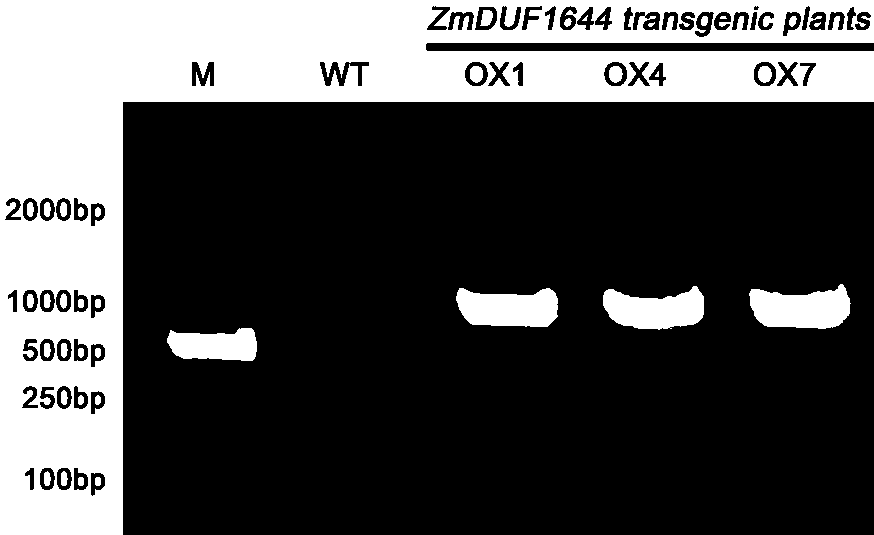 A new plant salt tolerance gene zmduf1644 and its expression vector and application