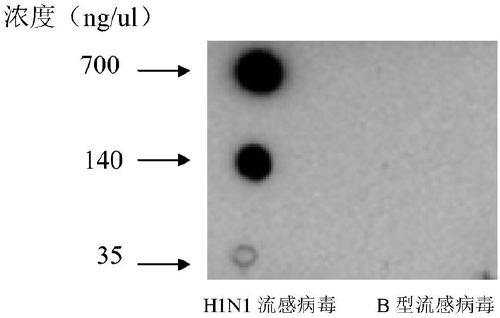 Kit capable of quickly diagnosing H1N1 influenza virus