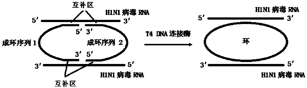 Kit capable of quickly diagnosing H1N1 influenza virus