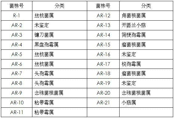 Seedling breeding and rapid propagation cultivation method for traditional Chinese herbal medicine anoectochilus formosanus