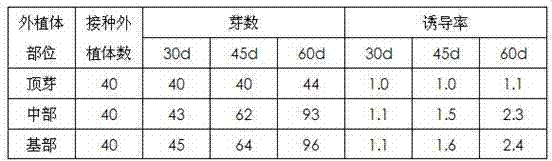 Seedling breeding and rapid propagation cultivation method for traditional Chinese herbal medicine anoectochilus formosanus