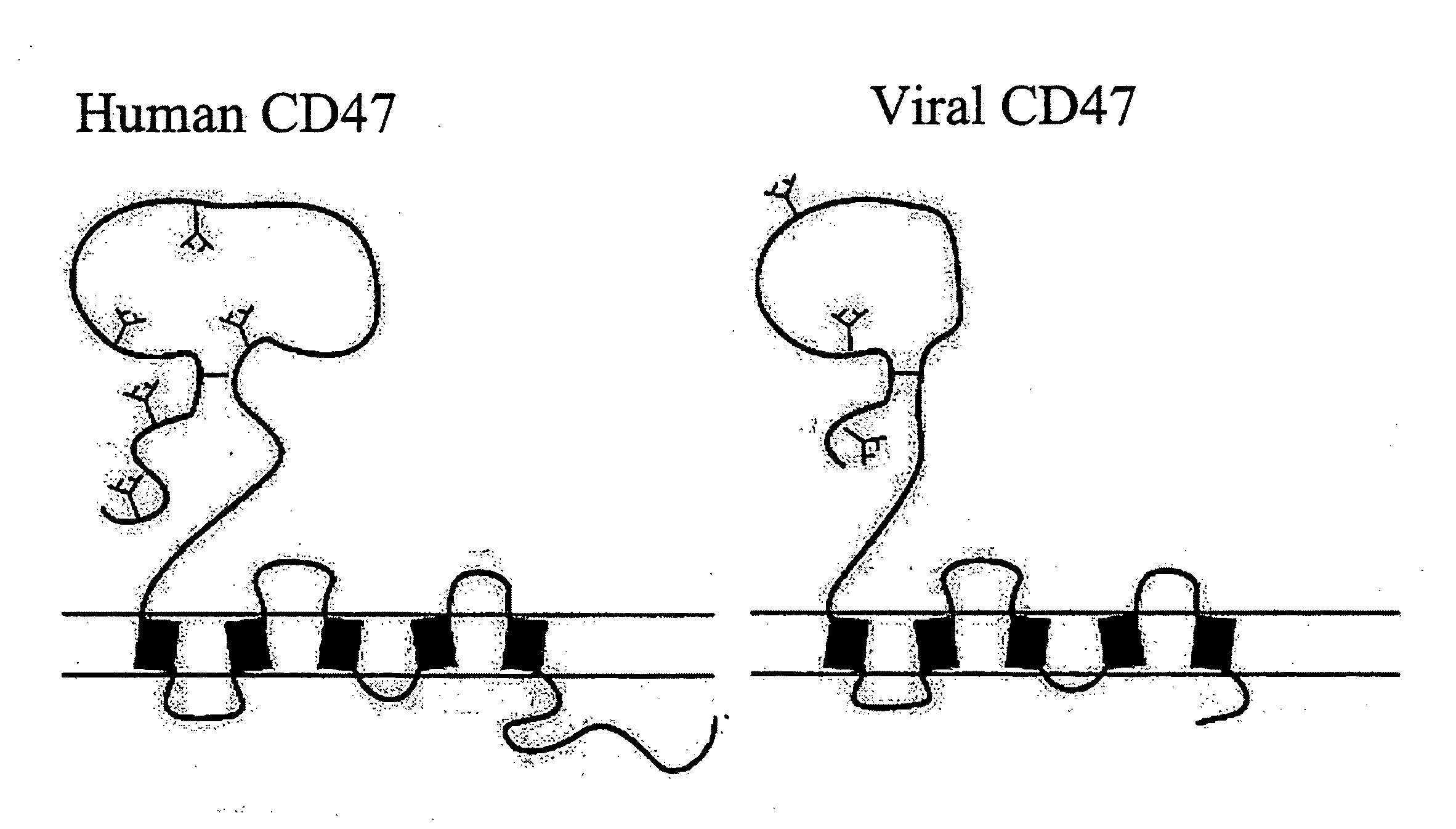 CD47 related compositions and methods for treating immunological diseases and disorders