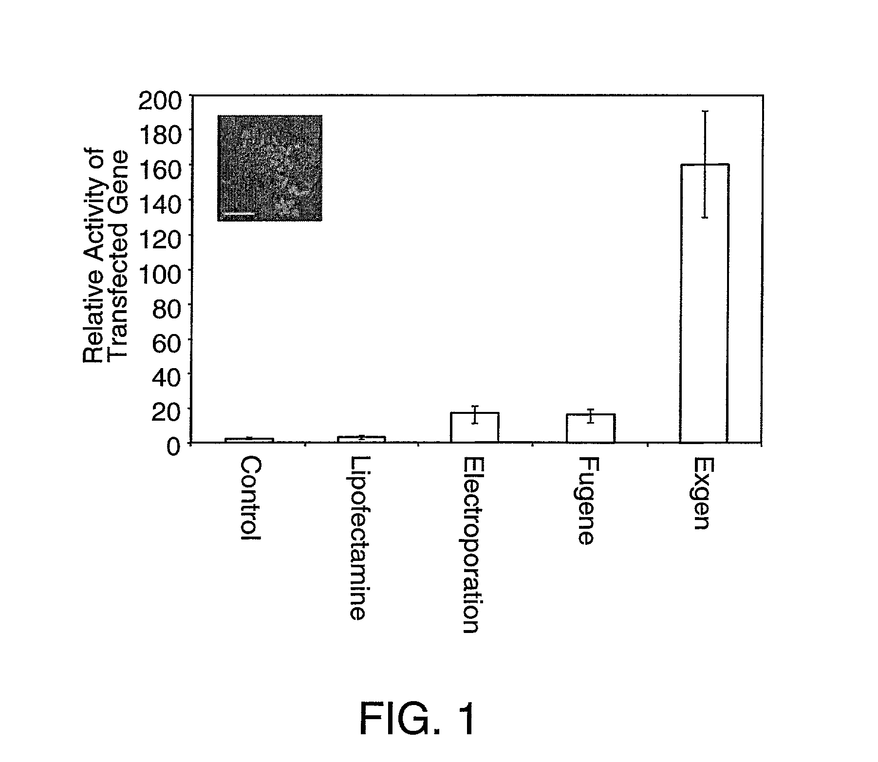 Transfection of human embryonic stem cells