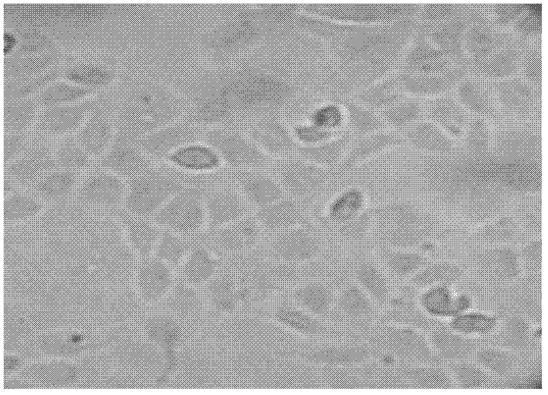 Construction method of recombinant HEK (human embryonic kidney) 293 cells highly expressing H3R (histamine receptor 3)