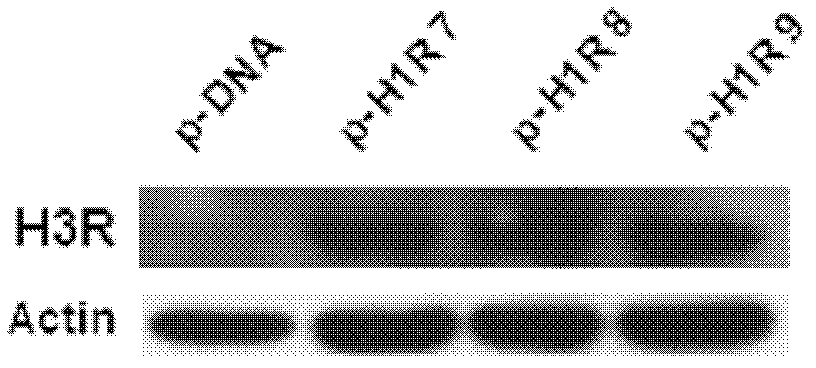 Construction method of recombinant HEK (human embryonic kidney) 293 cells highly expressing H3R (histamine receptor 3)