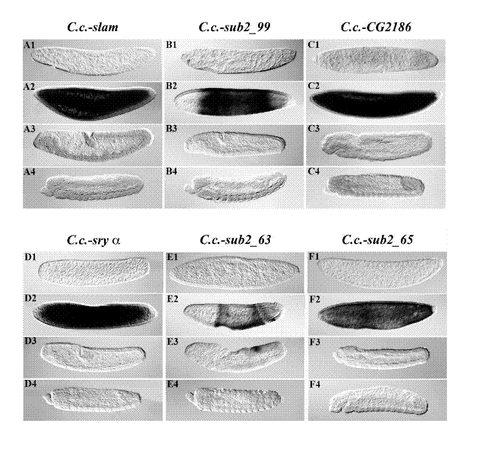 Development stage-specific lethality system for insect population control