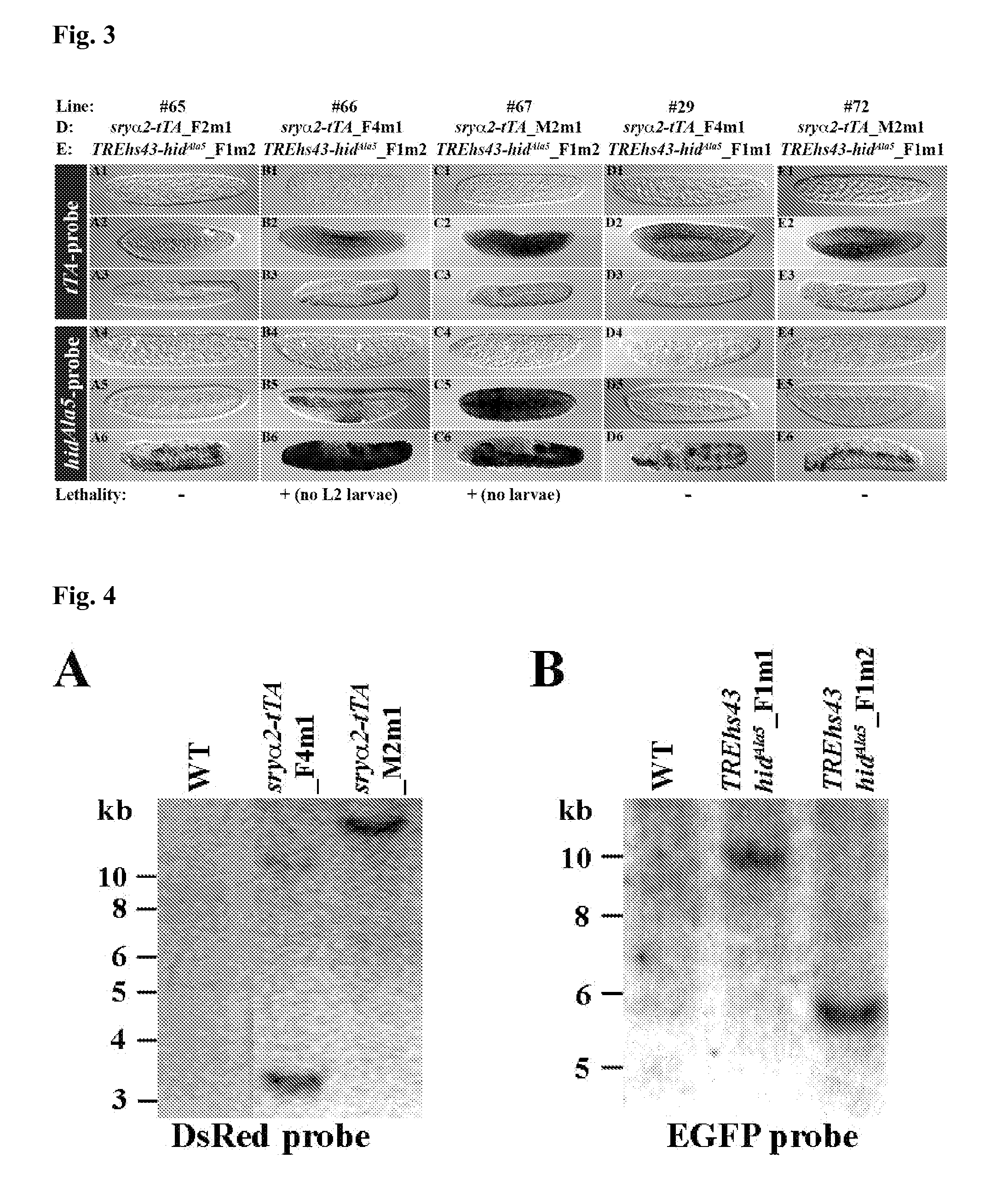 Development stage-specific lethality system for insect population control