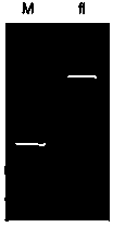 Method for expressing human IgE high affinity receptor protein in vitro