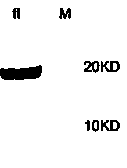 Method for expressing human IgE high affinity receptor protein in vitro