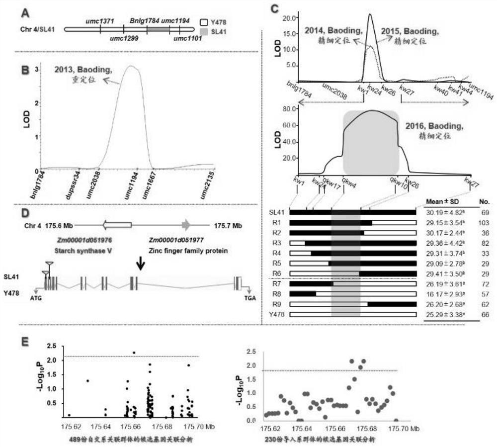 Maize 100-kernel weight major QTL site qkw4a and its candidate genes and applications