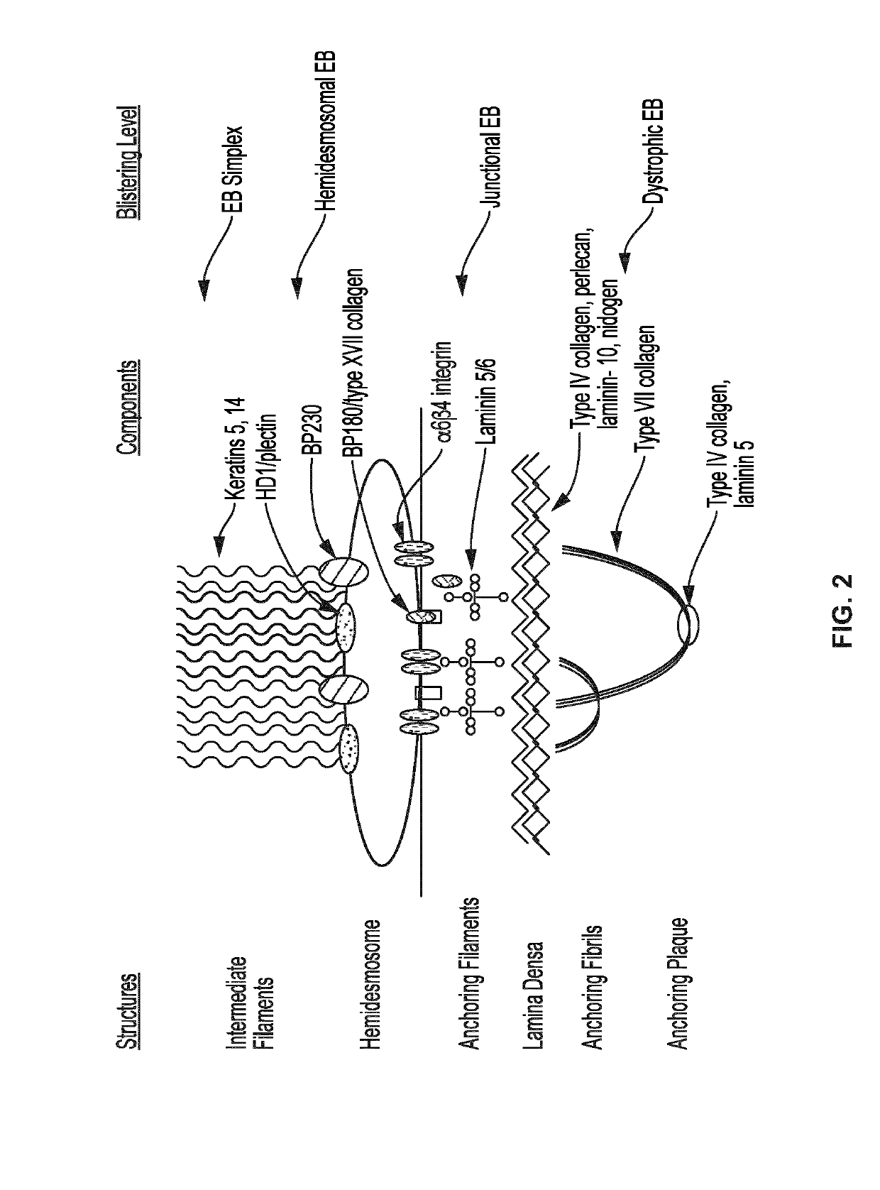 Use of topical formulations of cannabinoids in the treatment of epidermolysis bullosa and related connective tissue disorders