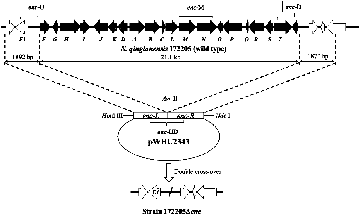 Antiviral compound, and preparation method and application of compound