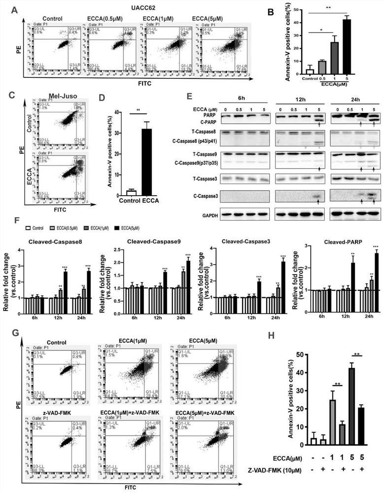 Application of ECCA in preparation of anti-tumor drugs