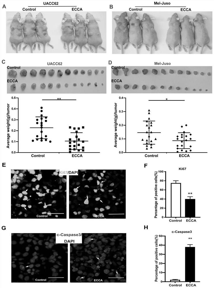 Application of ECCA in preparation of anti-tumor drugs