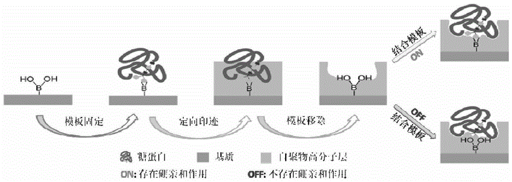 A controllable and versatile method for directional surface imprinting and applications of the resulting molecularly imprinted polymers