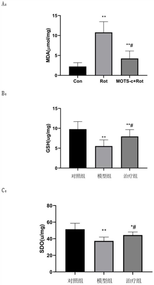 Application of peptide MOTS-c to preparation of medicine for treating Parkinson's disease