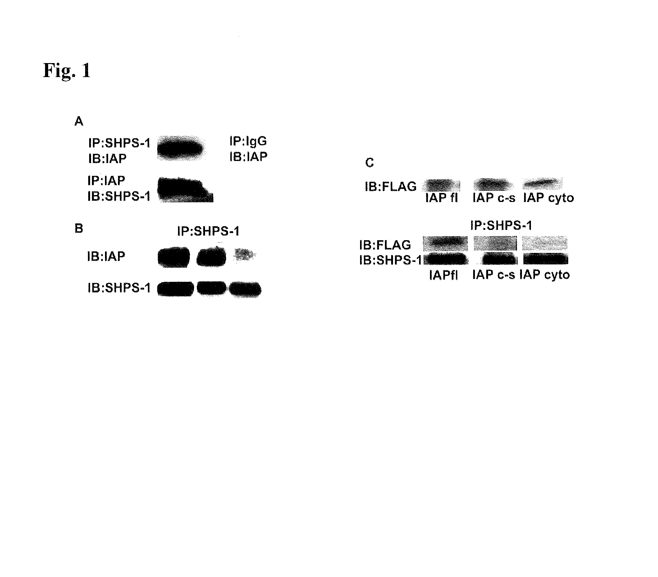 Methods for inhibiting diabetic retinopathy with an antibody against integrin associated protein (IAP)