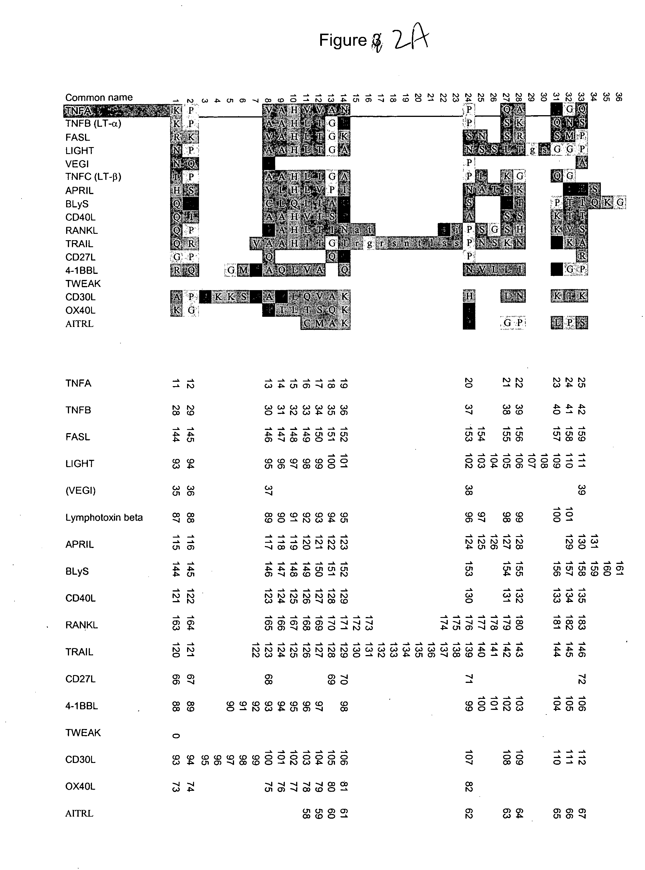 Novel variants of CD40L protein