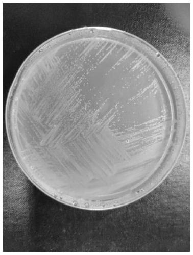 Clostridium kogasensis EO-08 and application thereof in degrading ethylene oxide