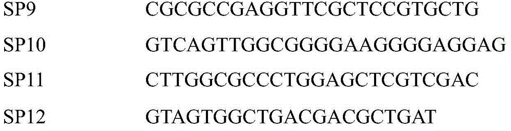 Tyrosinase coding gene melC derived from streptomyces kathirae SC-1 and proteins of tyrosinase coding genes melC