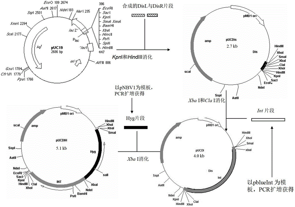 Integrative plasmid pOPHI and resistance screening marker-free self-luminescent mycobacterium