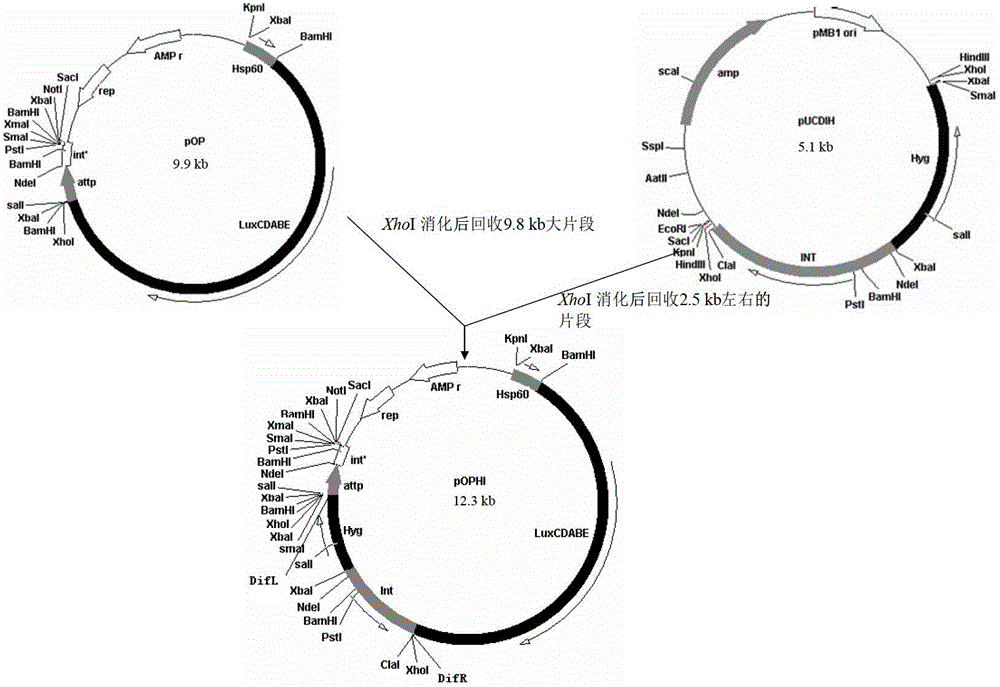 Integrative plasmid pOPHI and resistance screening marker-free self-luminescent mycobacterium