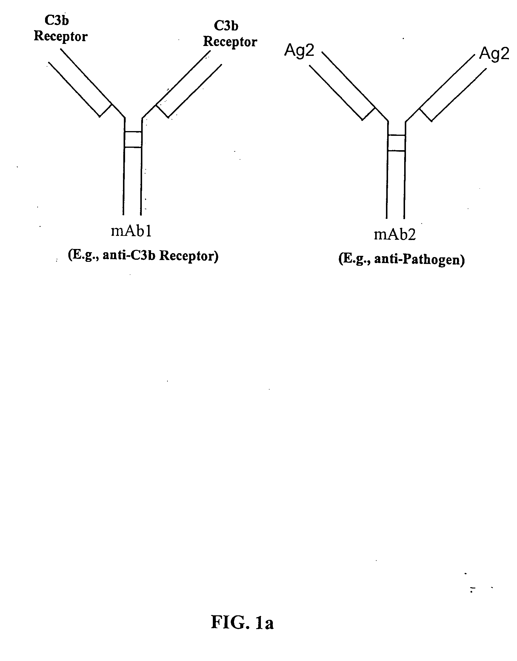 Bispecific molecules and uses thereof