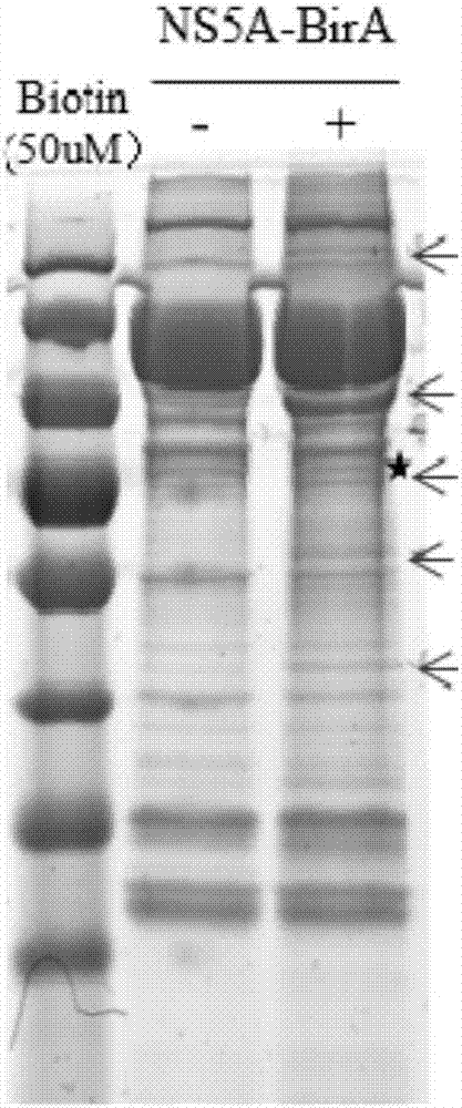 CD2 binding protein (CD2AP) and protein interacting therewith