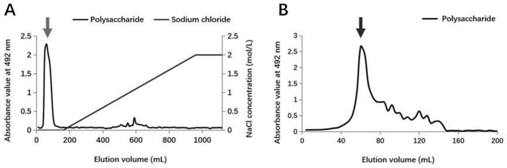 Application of a marine Halomonas exopolysaccharide in the preparation of immune enhancer