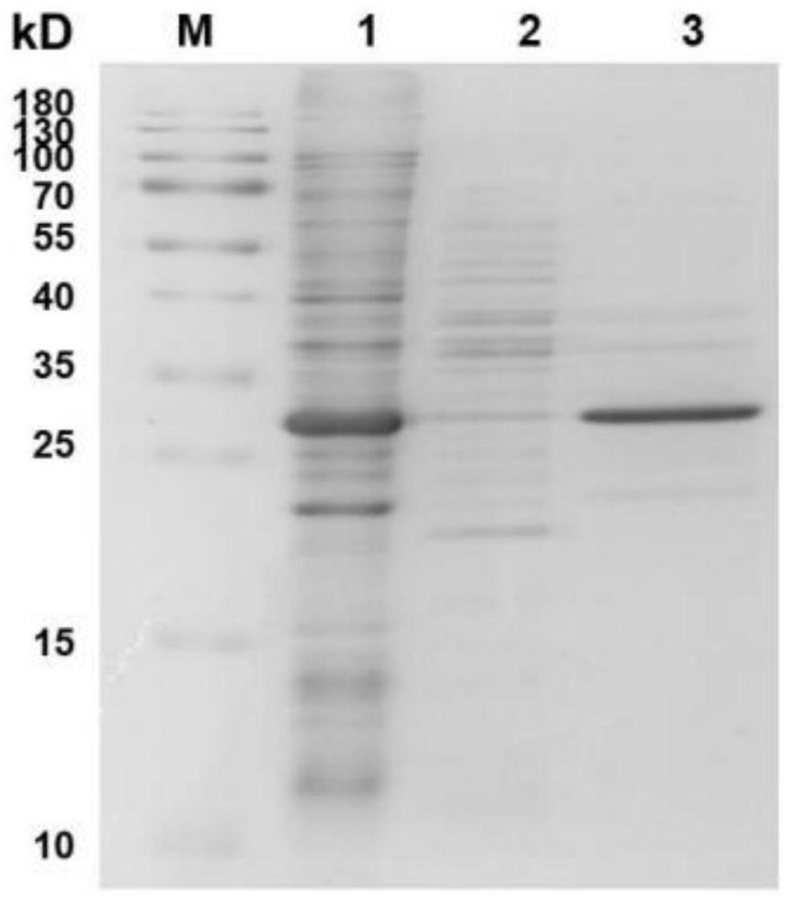 Nickel-chelated magnetic nanoparticle and preparation method thereof, and application of nickel-chelated magnetic nanoparticle in separation and purification of histidine tag protein