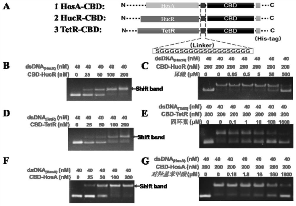 Biosensor and kit based on CRISPR/Cas12a system, and application of biosensor and kit in small molecule detection