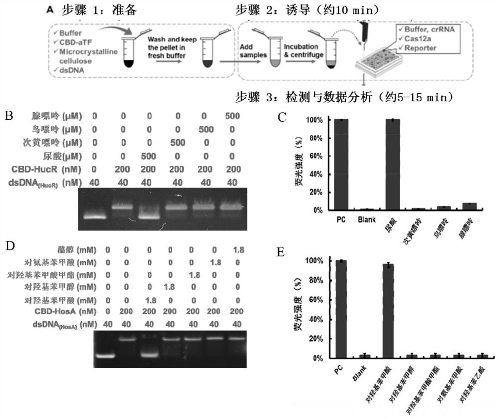 Biosensor and kit based on CRISPR/Cas12a system, and application of biosensor and kit in small molecule detection