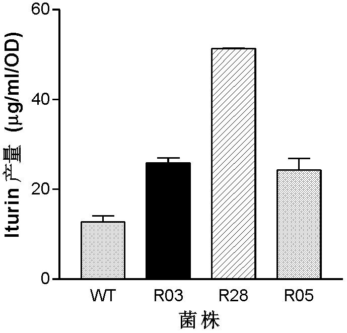 Mutant capable of raising cyclic lipopeptides antibiotic output by using RNA polymerase mutation, its preparation method and its application