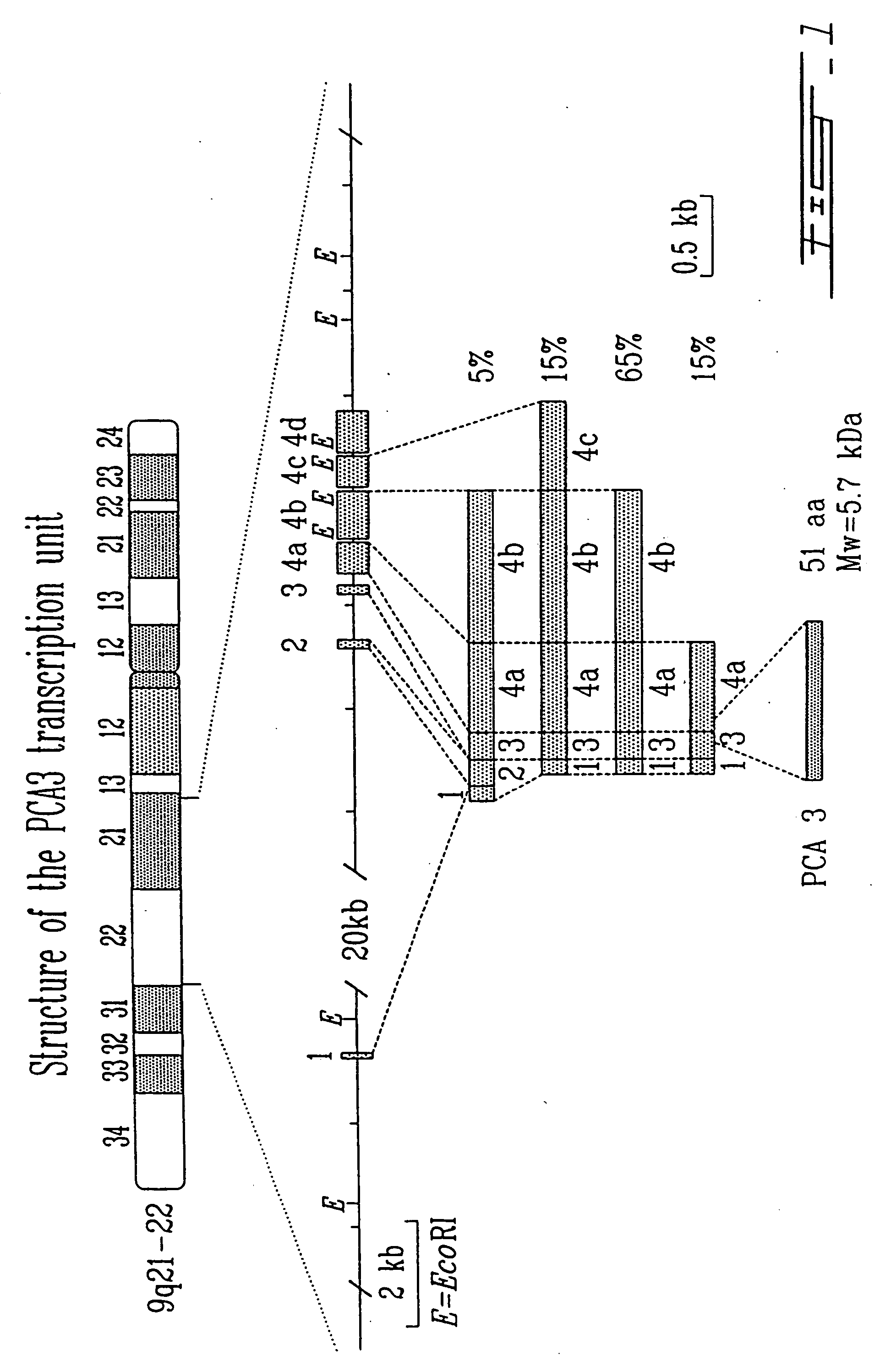 PCA3, PCA3 genes, and methods of use