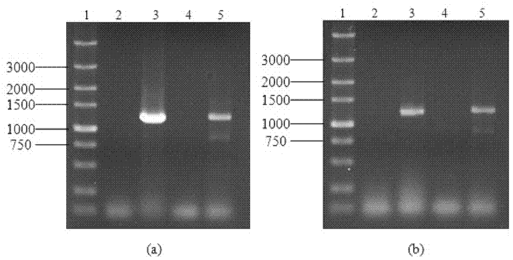 High-yield acetate brewing yeast engineering bacteria