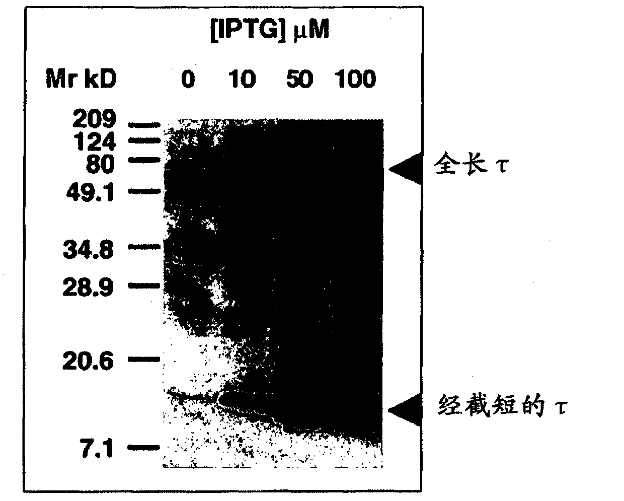 Ligands for aggregated tau molecules