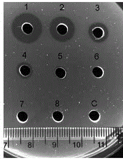 Hyphantria cunea cecropin A gene as well as expression protein and application thereof