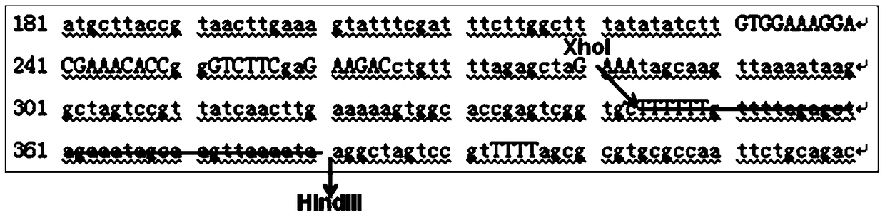 Expression framework for complex concatenated gRNAs and RNAi for vector expression