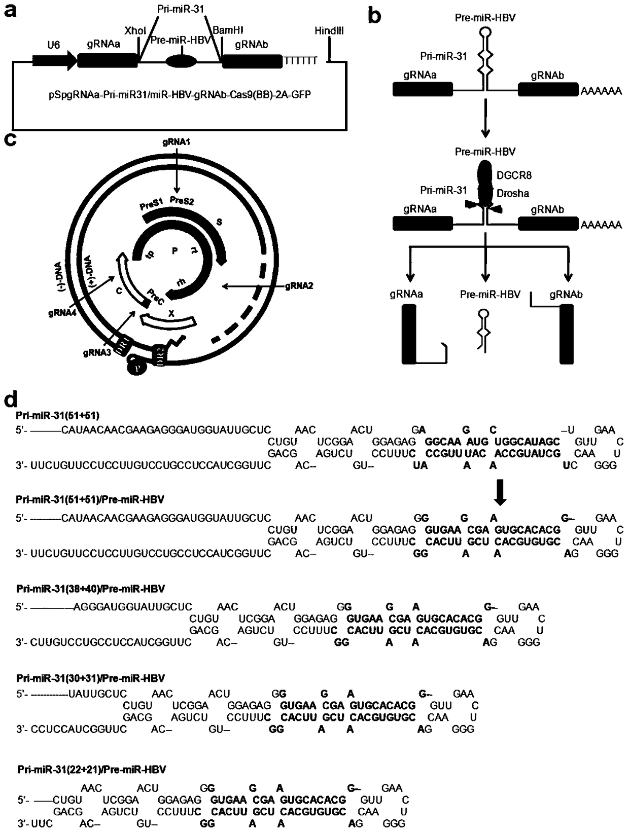 Expression framework for complex concatenated gRNAs and RNAi for vector expression