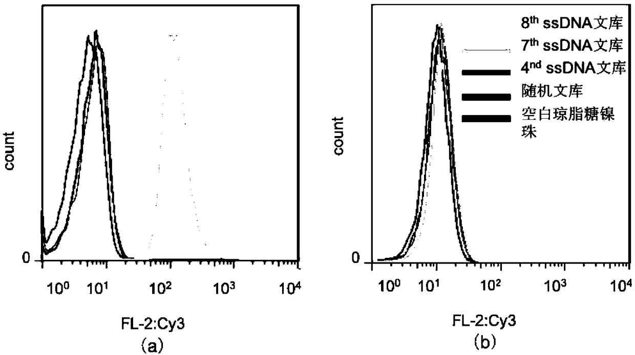 Nucleic acid aptamer capable of specifically recognizing vimentin and application thereof