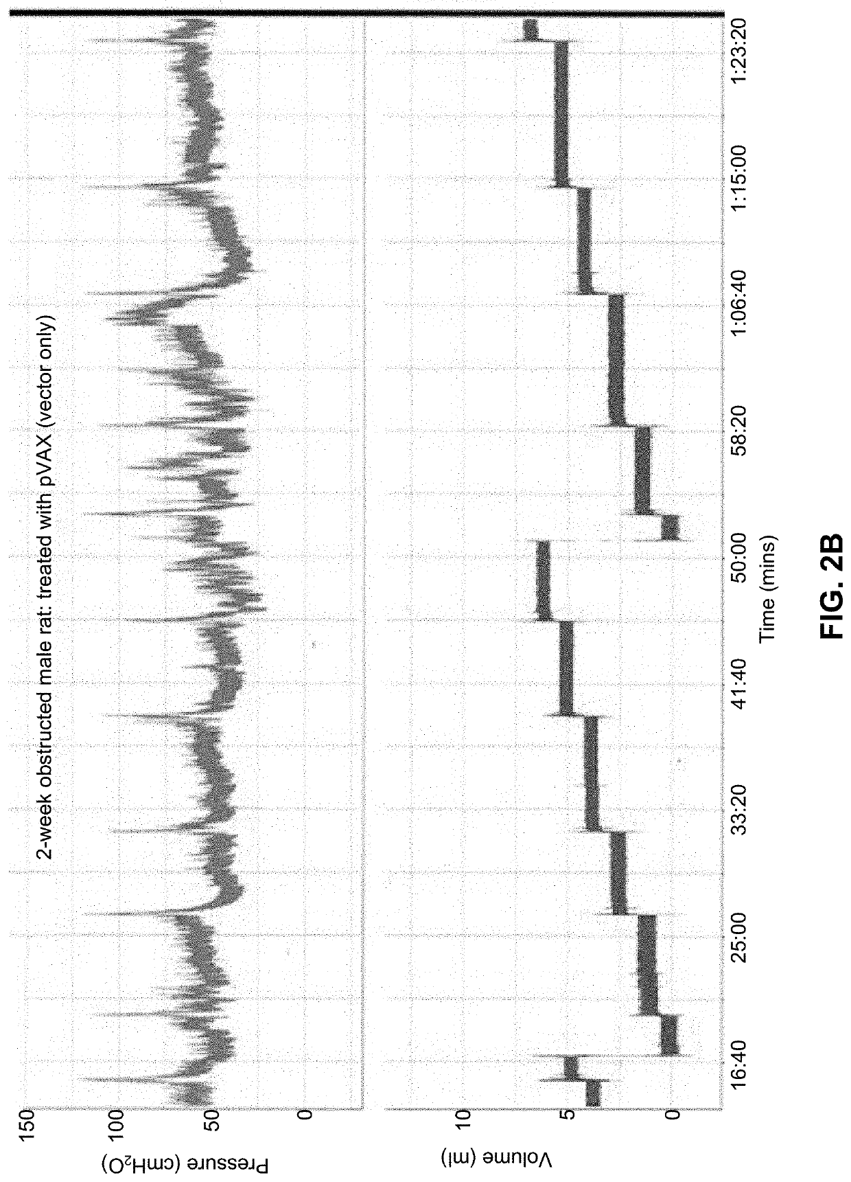 Compositions and methods for the treatment of smooth muscle dysfunction