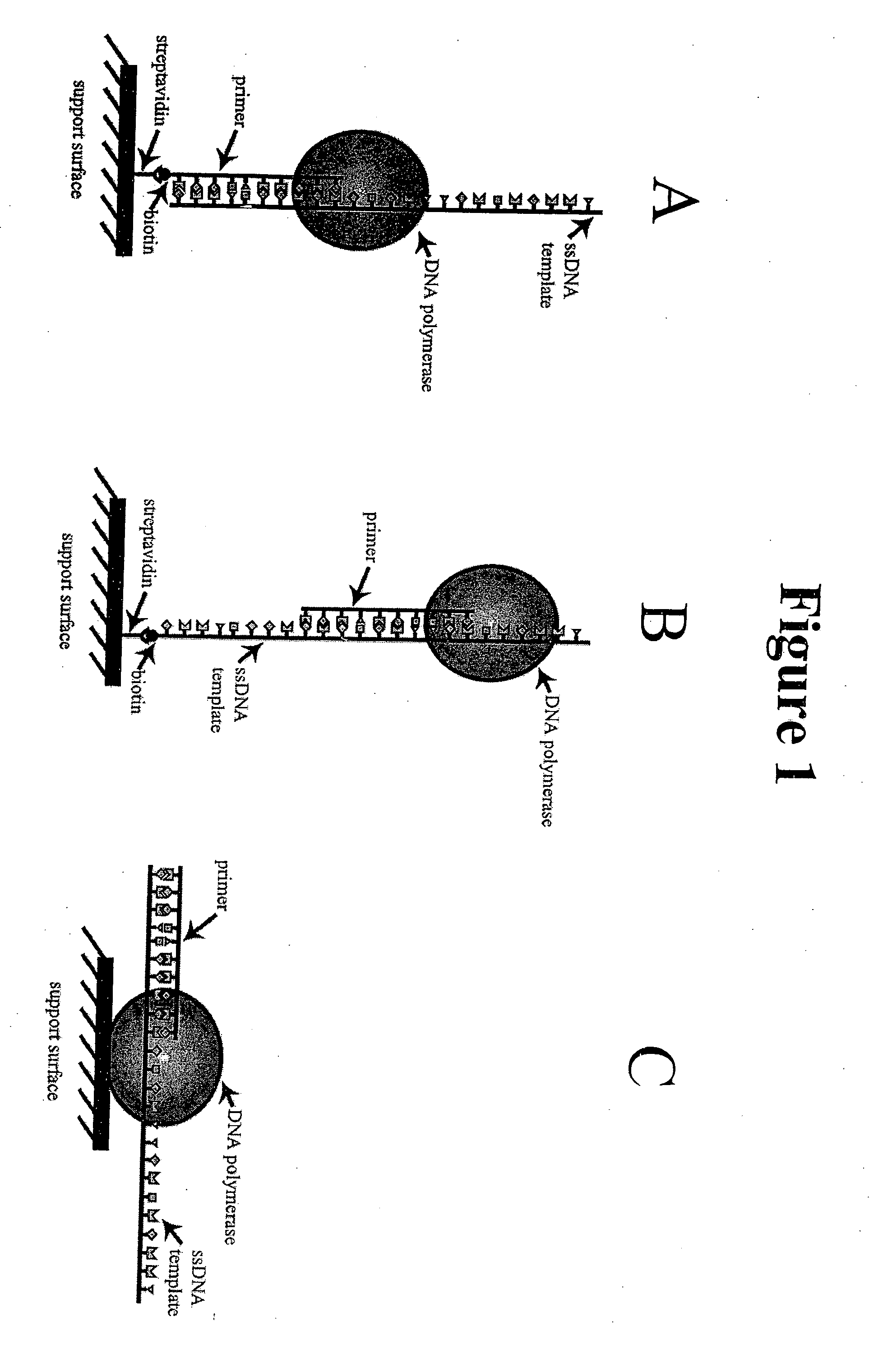 Method for sequencing nucleic acid molecules