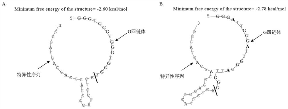 Probe, method and kit used for absolute quantification of bacterial microorganisms, and application of kit