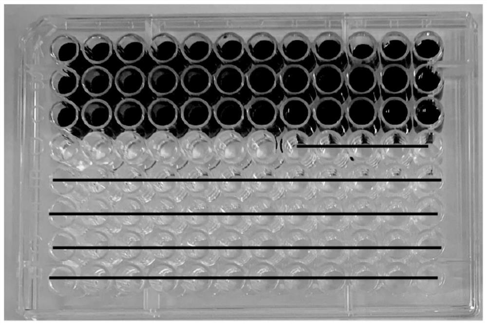 Probe, method and kit used for absolute quantification of bacterial microorganisms, and application of kit