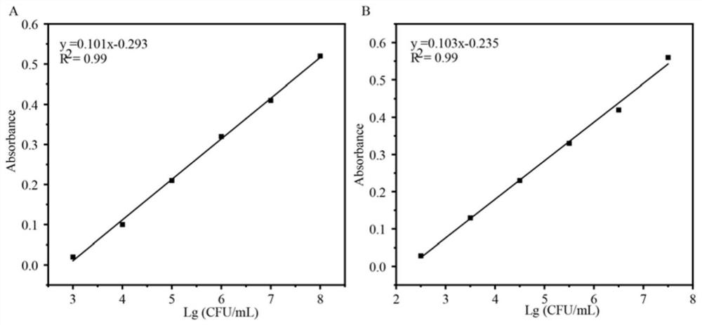 Probe, method and kit used for absolute quantification of bacterial microorganisms, and application of kit